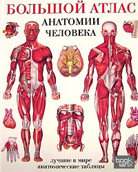 Большой атлас анатомии человека