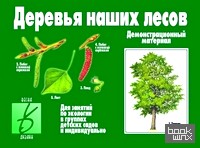 «Игра «Деревья наших лесов»