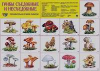 Демонстрационный плакат: Грибы съедобные и несъедобные