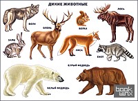 «Плакат «Дикие животные»