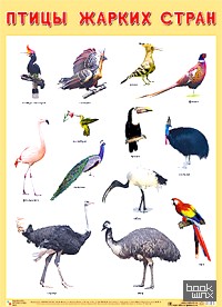 «Плакат «Птицы жарких стран»