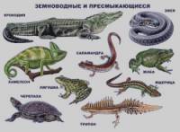 Земноводные и пресмыкающиеся: Плакат